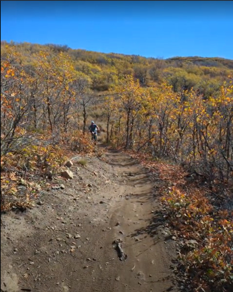 Uphill section of Upper Sparky near the top with a few rocks and shrub oak.