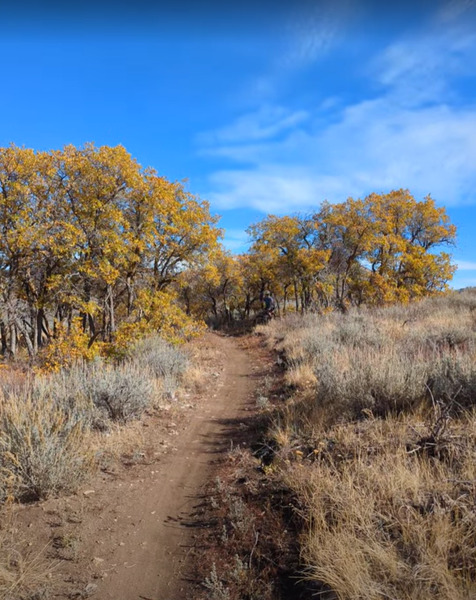 Downhill section of Upper Sparky where the fun happens with berms, small jumps, tabletops. The bike is emerging from the scrub oak.