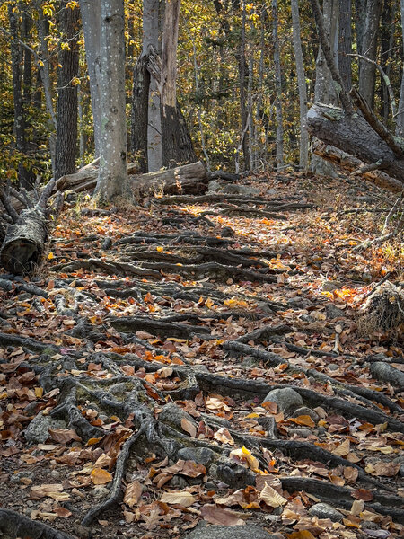 The trail starts smooth, but then gets rooty.