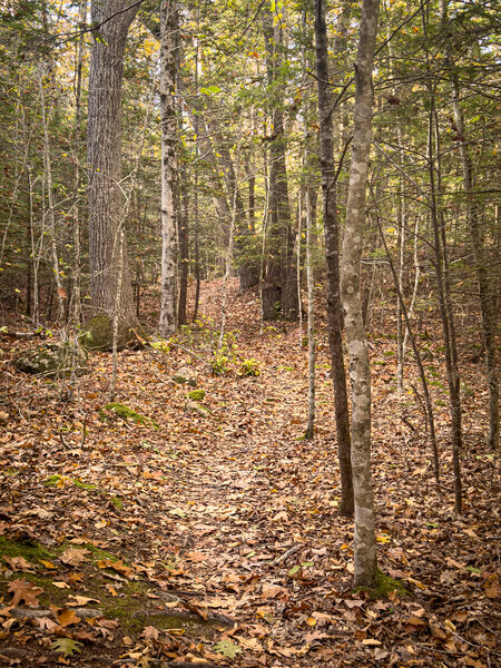 The trail can be hard to follow when the leaves are down.