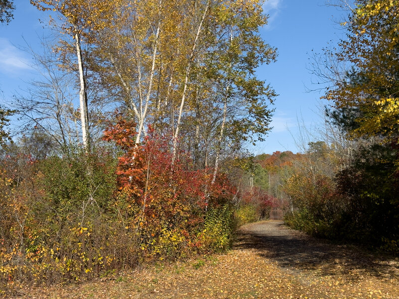 Just one of the many trails that circumnavigate a pond.