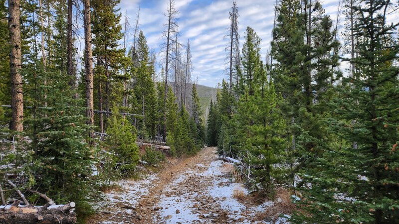 Typical trail conditions through the trees on the Tizer Basin Loop Trail.