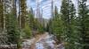 Typical trail conditions through the trees on the Tizer Basin Loop Trail.