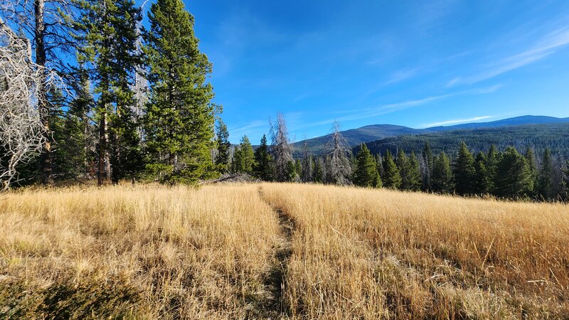 The southern section of the Golden Age Cuttoff Trail passes through grassy meadows.