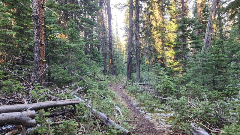 The north side of the Golden Age Cuttoff Trail descends through a forested gully.