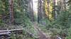 The north side of the Golden Age Cuttoff Trail descends through a forested gully.