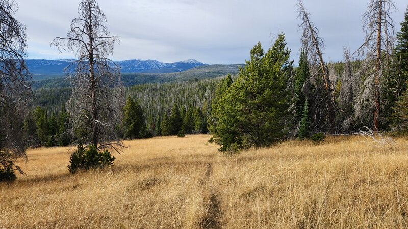 Moose Creek Trail has some sections where it descends through grassy meadows.