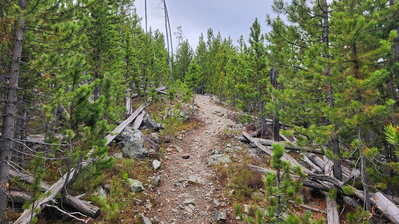 Typical trail surface of Montgomery Park Trail.