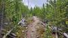 Typical trail surface of Montgomery Park Trail.