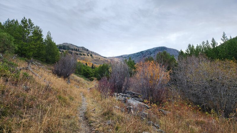 Looking up valley from the Casey Meadows Trail with a sighting of Casey Peak in the distance on the right.