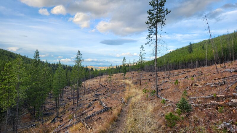 McClellan Creek Trail passing through the firebreak, looking down valley.