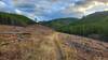 Looking uphill on McClellan Creek Trail as it travels through a fires break.