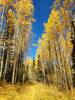 Aspen Flats during fall color.