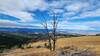 A dead tree stands on the ridgeline of the Casey Meadows Trail. The city of Helena can be seen in the distance.