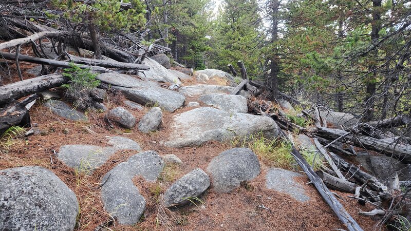 A fun technical section on the Upper McClellan Creek Trail.