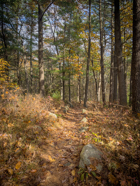 Rocks are the theme on most of Ravenswood trails.