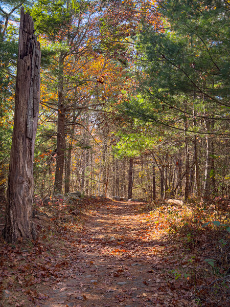 Beautiful gravel road in the woods.