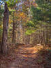 Beautiful gravel road in the woods.