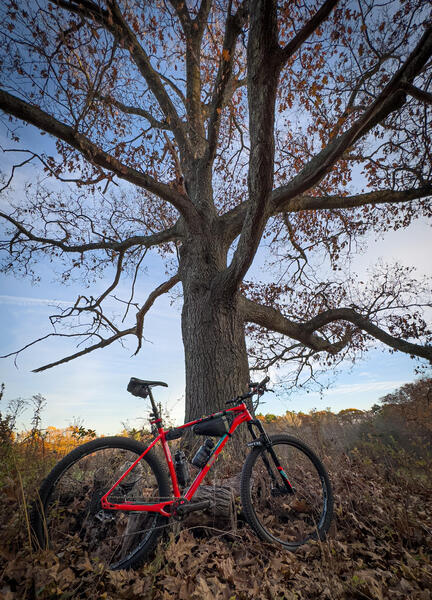 You'll pass by a Wolf Tree in Shaw Field.