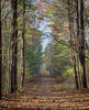 Some of the trails at Appleton Farms are straight as an arrow.