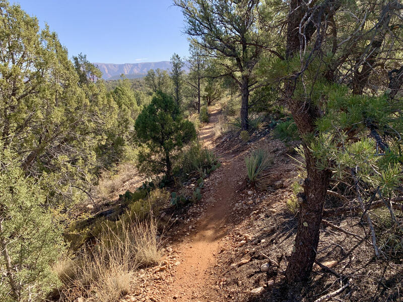 Dense foliage and flowy dirt along Roundabout trail