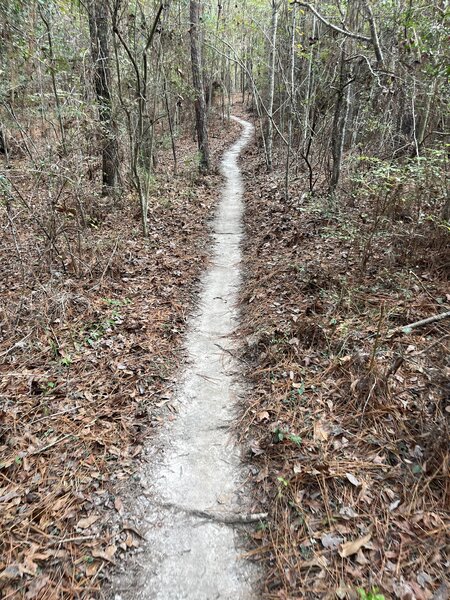 Typical view of the trail.