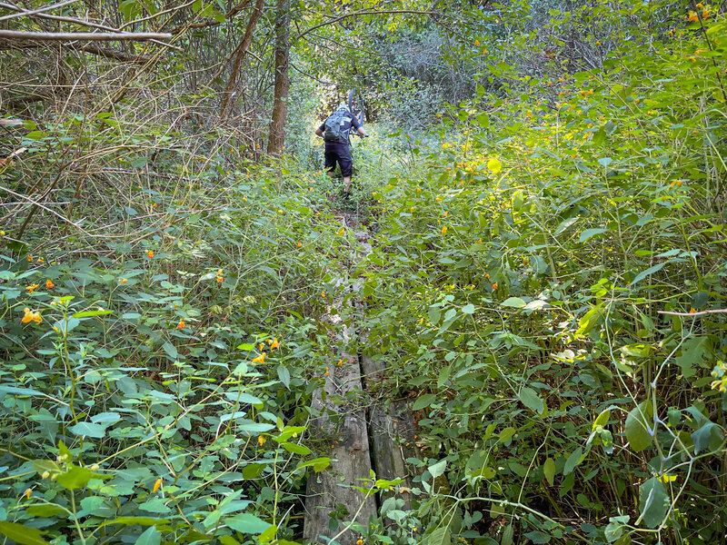 Yes, there's a trail in here.