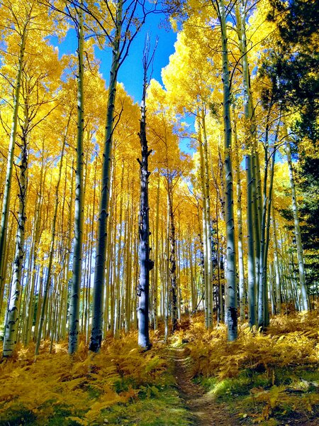 Beautiful aspens on the Arizona Trail.