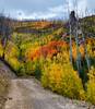 Beautiful Fall colors on Waterline Road.