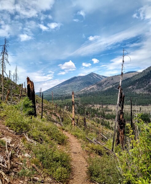 Little Bear Trail