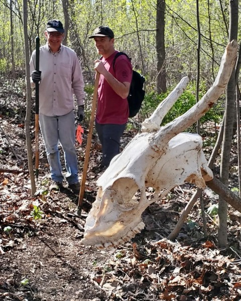 Skull found during the building of Bloodroot