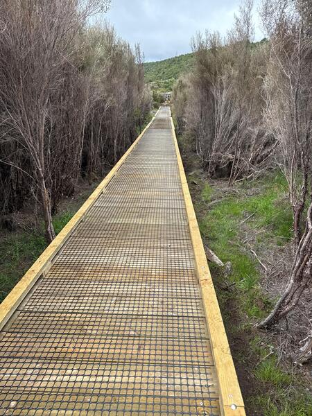 Boardwalk through tussock land