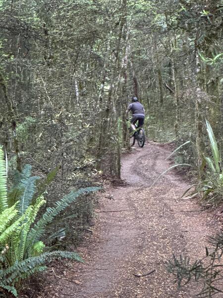 Riding the repurposed section of bush tramway