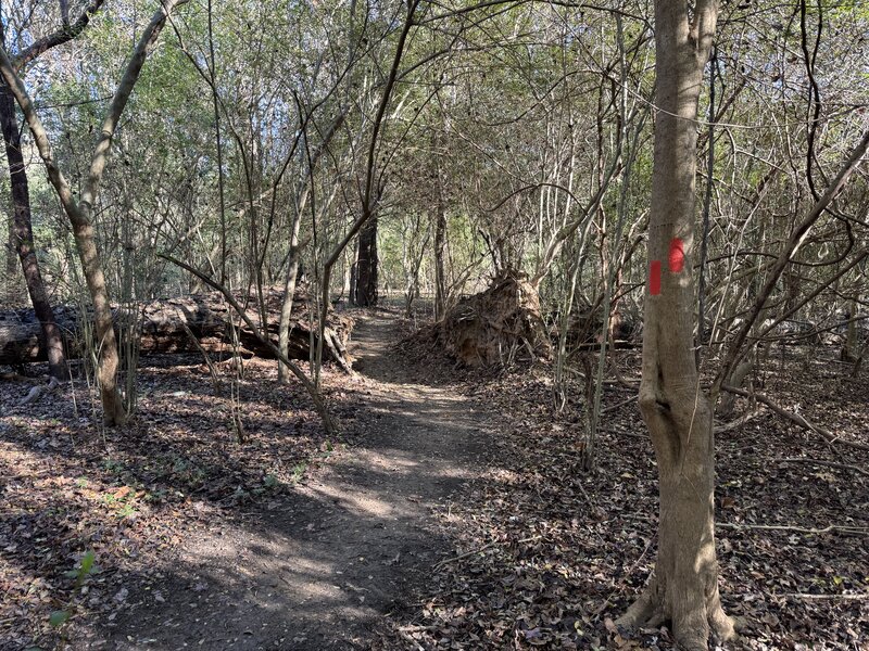 Orange blazes guide riders through a feature created by a downed tree.