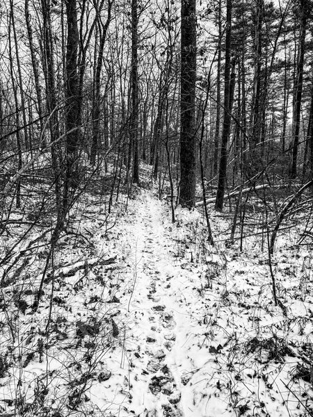 Miles of fun trails at Georgetown Rowley State Forest.