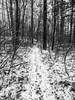 Miles of fun trails at Georgetown Rowley State Forest.