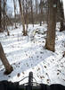 It would be fun to count all the trail bridges, both large and small, on the entire Bay Circuit Trail.