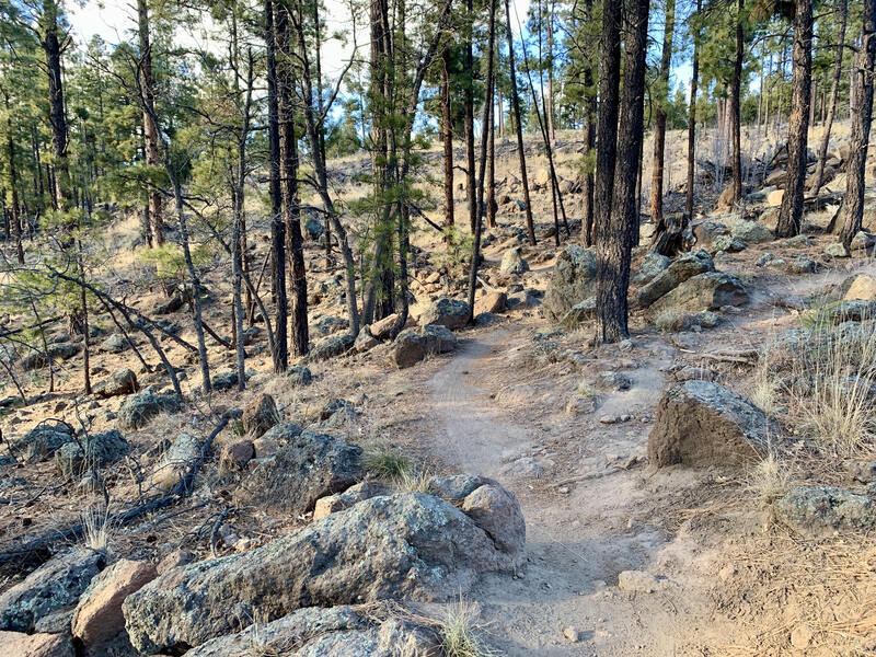 On the newly routed section of Schultz Creek Trail