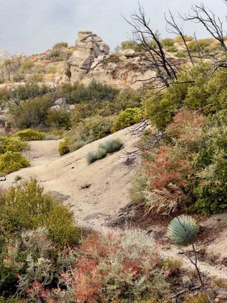 The first mile of Silver Moccasin (starting at Three Points) is smooth and flowy with a number of short punchy climbs. Unlike Mt. Hillyer, there are very few rocks along the upper section, until you start the switchbacks down to Chilao Camp and beyond.