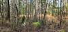 The bog area. Just to the left of this, water and mud covered the trail. Easy to get around.