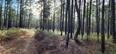The twisted pine tree not too far from the bog area. The tree will be on the left. You'll pass it up if you're not looking for it. Especially if you're trying to pick up speed on the flat terrain.