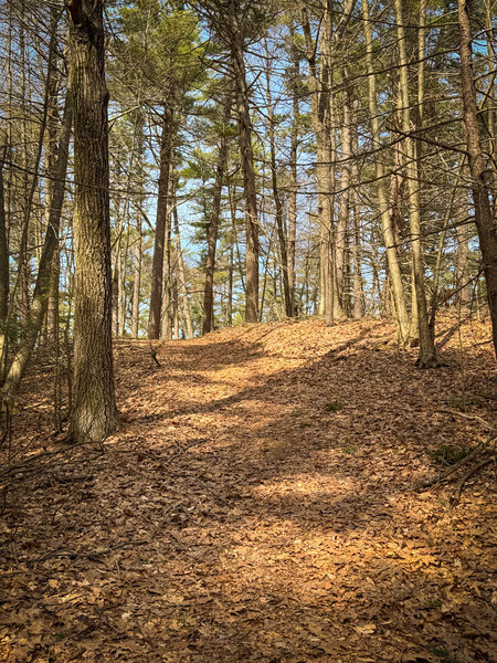 Mild hills in a pine forest.