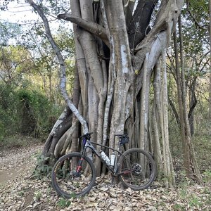 Massive "strangle fig" tree along route.