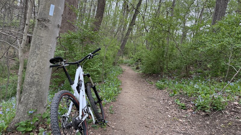 Cabin John south trail in April 2025