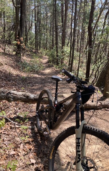 Some tree obstacles along way…near top of Bare Hare.