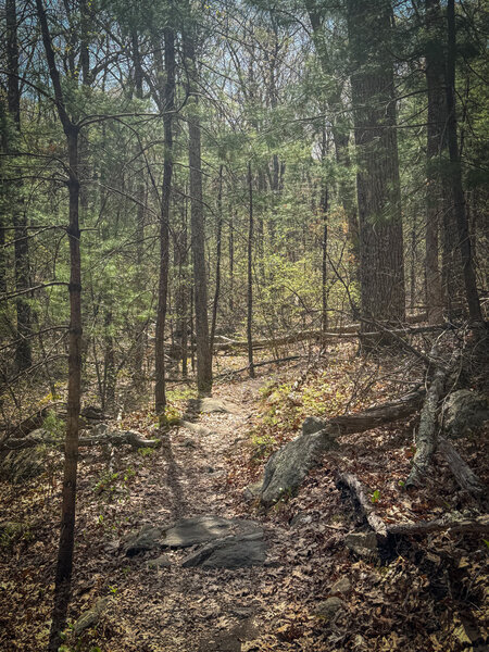 Rocks and singletrack is the theme at Harold Parker.