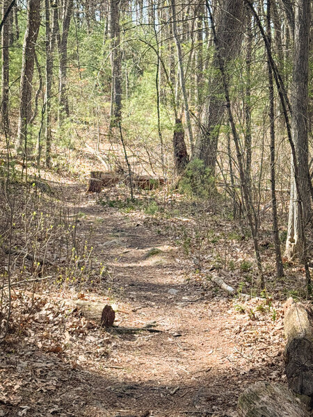 All of the trails are well built and NEMBA does a great job of keeping them clear.