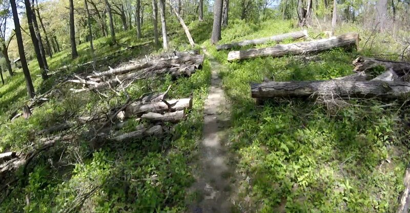 Trail thru cut logs.