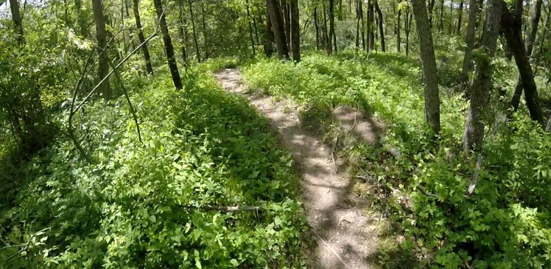 Meander thru the trees.