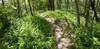 Meander thru the trees.